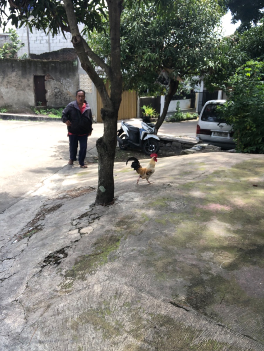Home Edu Activity - Jalan Pagi & Observasi Alam Sekitar